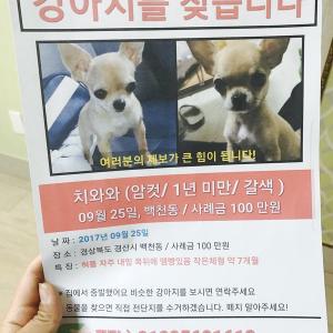 경상북도 경산 치와와