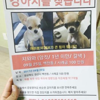 경상북도 경산 치와와