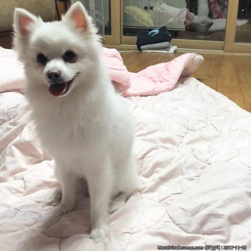 송도 폼피츠추정 여아 보호중입니다.