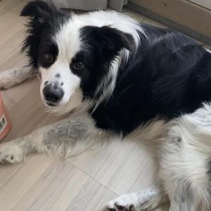 인천 보더콜리 찾아요