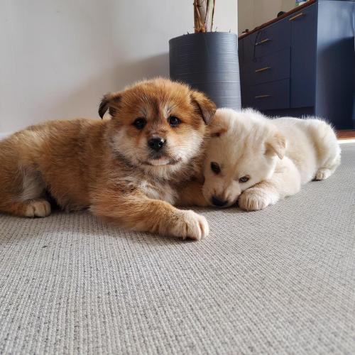 유기견 시골개 무료분양