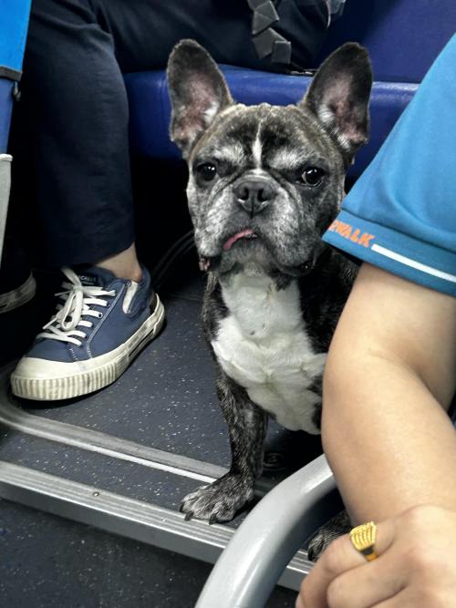 임보는 아니고 버스에 탄 강아지