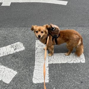 {울산} 갈색 믹스견 5살 여아 찾습니다