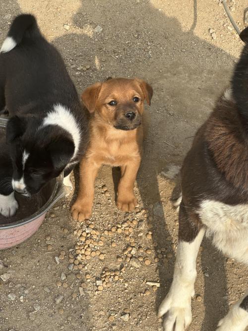 시골 새끼 강아지좀 데려가 주세요ㅠㅠ