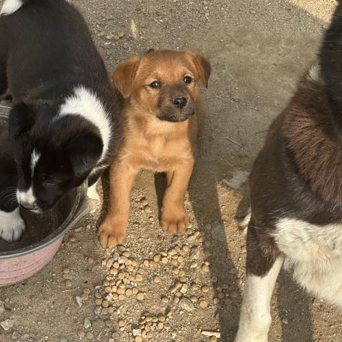 시골 새끼 강아지좀 데려가 주세요ㅠㅠ