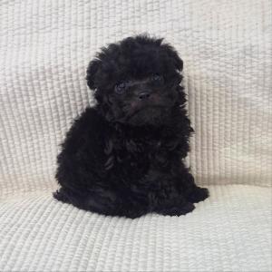 🐶서울강아지분양 실버푸들 2개월 남아 분양중입니다