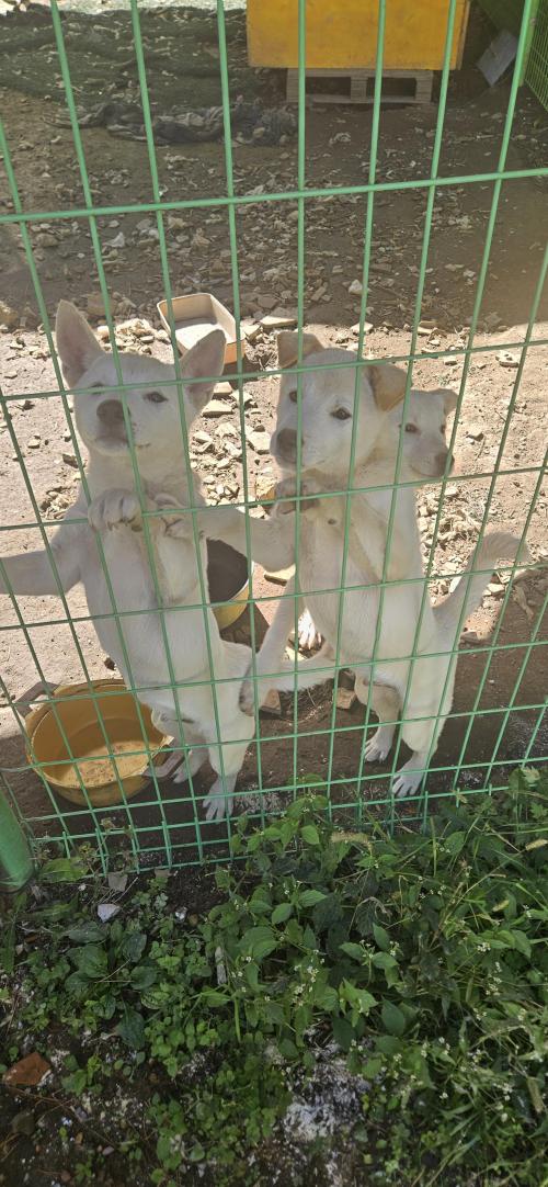 시골강아지 수컷4마리