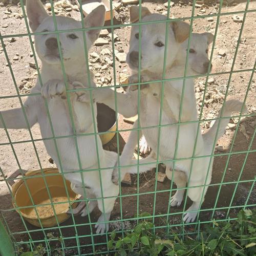 시골강아지 수컷4마리