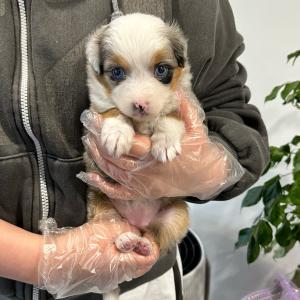 눈이 너무 예쁜 버니두들 공주님 데려가세용 ~~