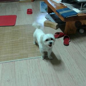 신당동 약수역 인근 약수어린이공원 흰색마르티즈수컷 찾습니다.
