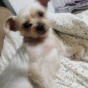 전주시 평화동 요크셔테리어찾습니다