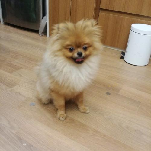 해외를 가게되서 글 남깁니다...(책임분양-한달뒤 다시 돌려줌)