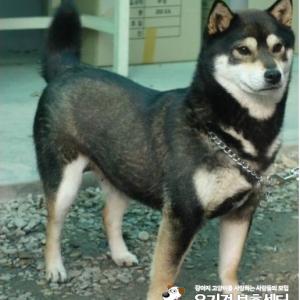 수원시 장안구 조원동에서 없어진 검은색 시바견을 찾습니다.