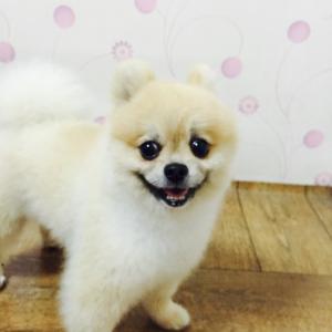 포메리안 남아 주인을찾습니다 서구 금호동