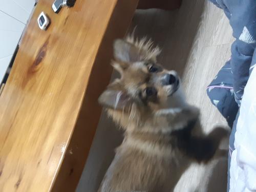 갈색 폼피츠 분양하실분 찾습니다