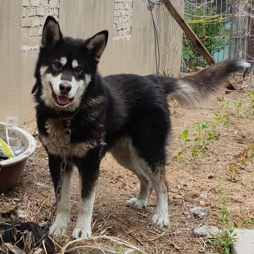 알래스칸 말라뮤트(남아) 분양합니다.