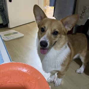 웰시코기 찾아오