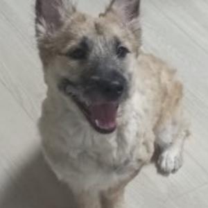 (찾았어요) 서울 회기 시립대 부근에서 믹스견 강아지가 집을 나갔어요.