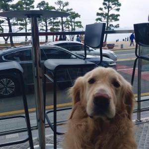 골든리트리버 준구 찾습니다