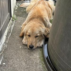 강아지(리트리버) 찾아요..