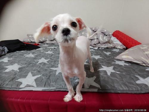 미니말티즈 무료분양합니다