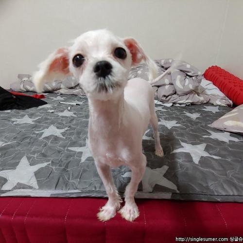 미니말티즈 무료분양합니다