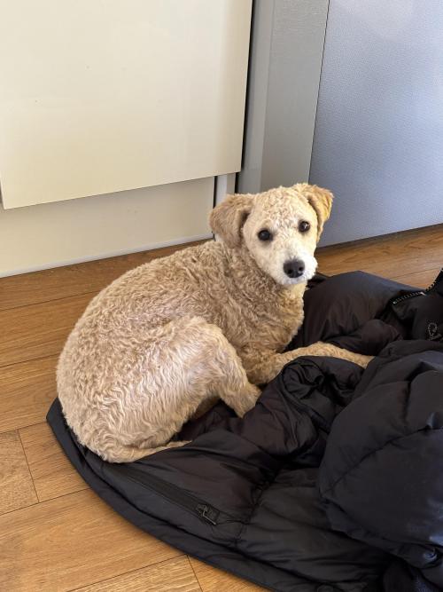 7개월 된 푸들 분양 받으실 분 찾아요