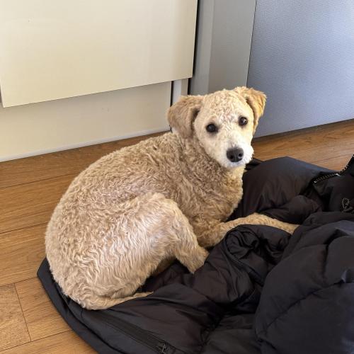 7개월 된 푸들 분양 받으실 분 찾아요