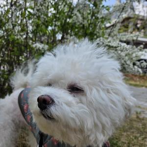 문경 야구장 비숑 찾습니다