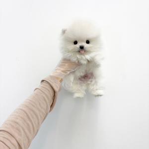 뽀송뽀송 포메라니안 업어가세요 :)