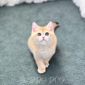 [55만원] 골드 브리티쉬숏헤어 암컷 고양이 새로운 가족 찾아요 추가 비용 절대 없어요 이동 분양 가능해요