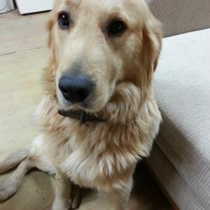 강아지 찾아요!!! 골든리트리버 일산 장항동에서