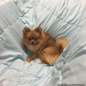 집나간 몽이를 찾았읍니다. 감사 합니다.