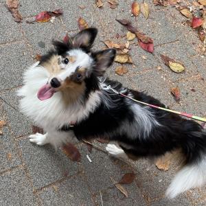 남양주 일패동 강아지를 찾습니다