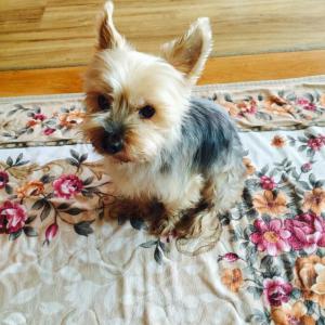 잃어버린 강아지를 찾습니다.