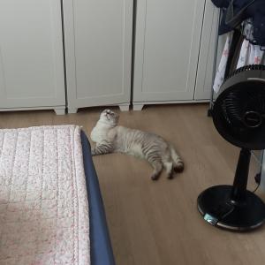 고양이 좀 찾아주세요