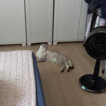 고양이 좀 찾아주세요