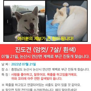 연산면 진돗개 "두부" 찾습니다.