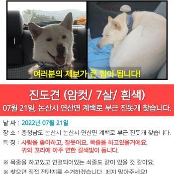 연산면 진돗개 "두부" 찾습니다.