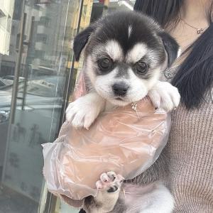 매력적인 허스키분양 보내요~