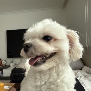 강아지찾습니다