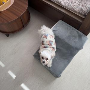 강아지찾습니다