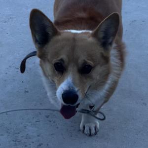 청주 웰시코기 잃어버렸습니다