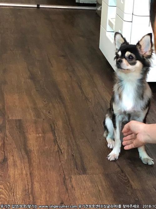 장모치와와(순종)보호중입니다.