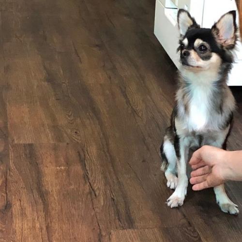 장모치와와(순종)보호중입니다.