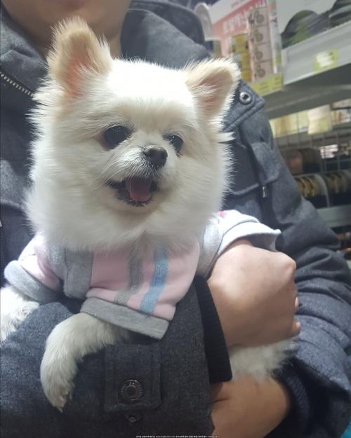 주인을 찾습니다.