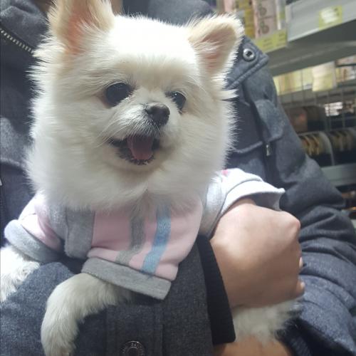 주인을 찾습니다.