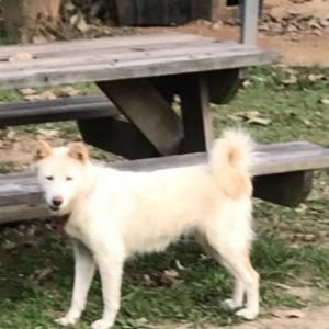 우리 대니를 찾습니다.