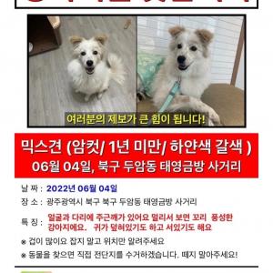 잃어버린 강아지를 찾습니다(믹스/여아/9KG/흰색 털에 갈색 귀와 갈색 주근깨)