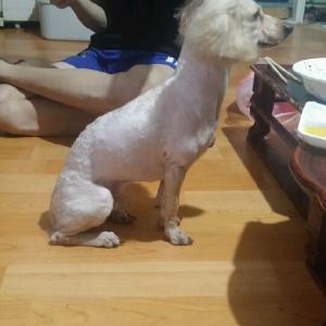 푸들을 찾습니다